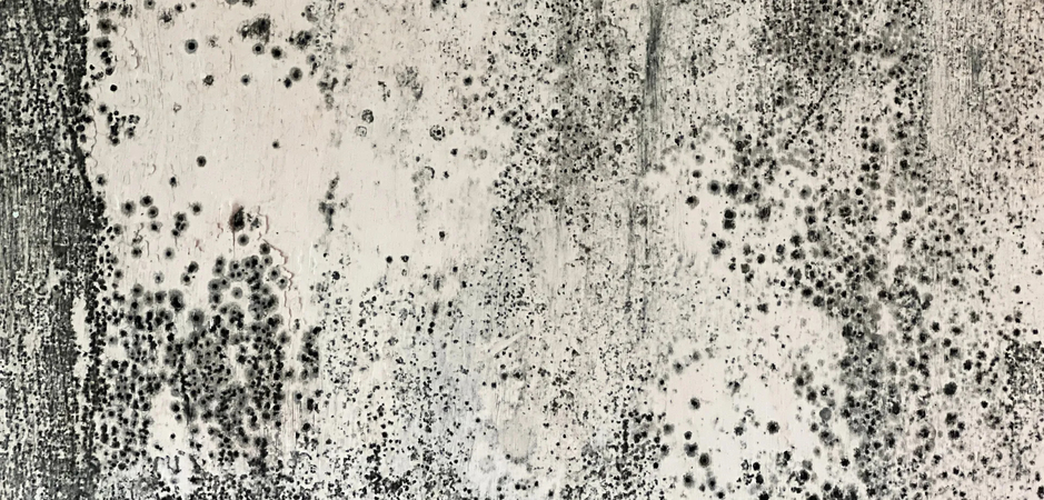 Anti-Mould