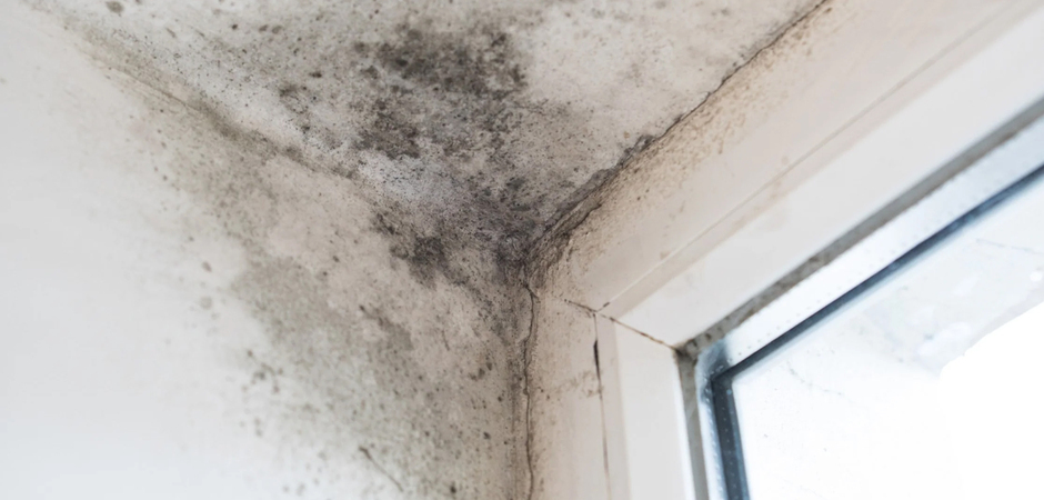 Mould Remover