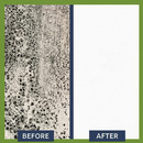 Anti-Mould Paint