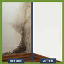 Anti-Mould Paint