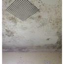 Grout Mould Cleaner